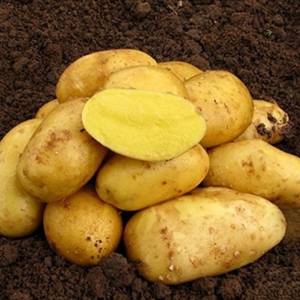 Sadbové zemiaky Antonia 5kg