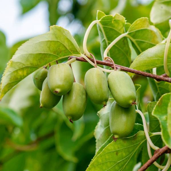 Kiwi Issai Actinidia Arguta