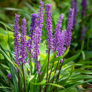 Liriope muscari Big Blue