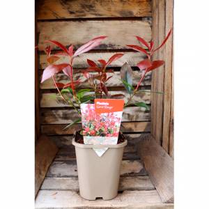 Photinia fraseri Carré Rouge red
