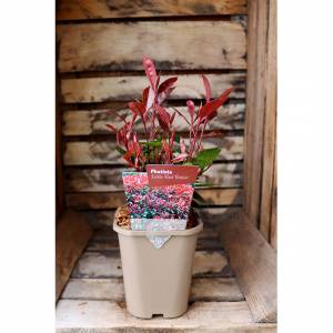 Photinia fraseri Little Red Robin Red