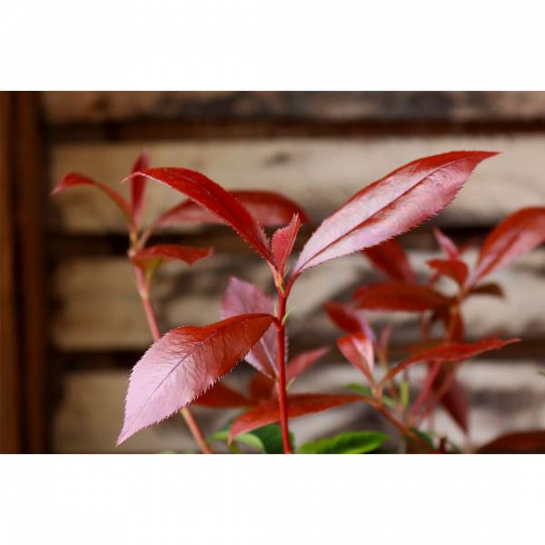 Photinia Red Robin Red