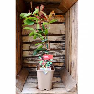Photinia Red Robin Red