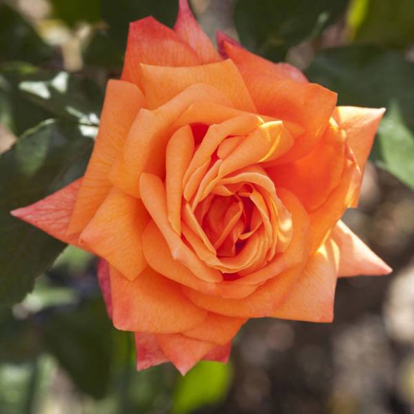 Ruža Čajohybrid Lady orange