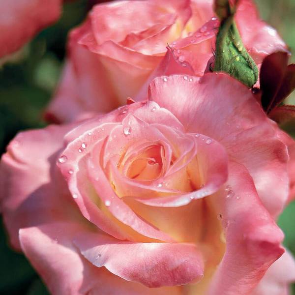 Ruža Čajohybrid Lady pink