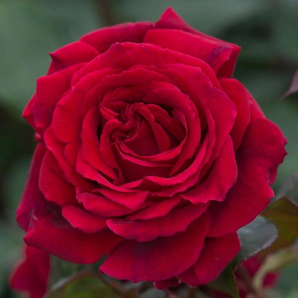 Ruža Čajohybrid Lady velvet