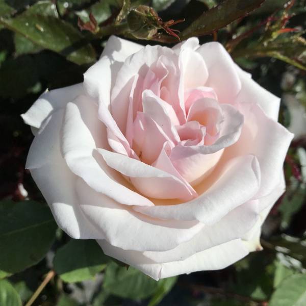Ruža Čajohybrid Lady white