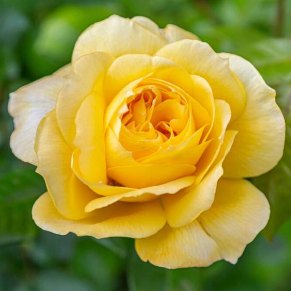 Ruža Čajohybrid Lady yellow