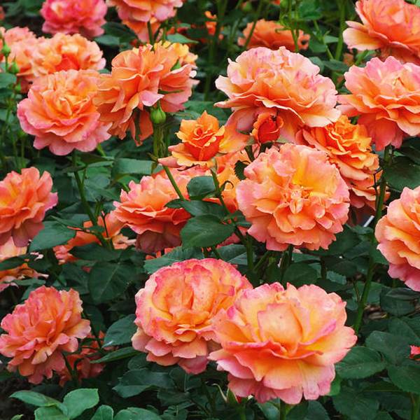 Ruža Floribunda Princess orange