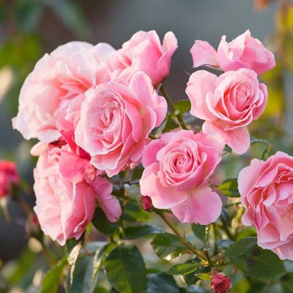 Ruža Floribunda Princess pink