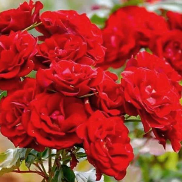 Ruža Floribunda Princess red