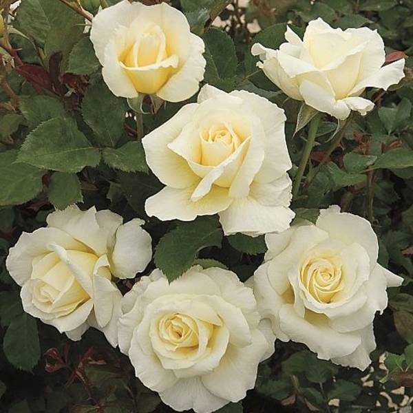 Ruža Floribunda Princess white