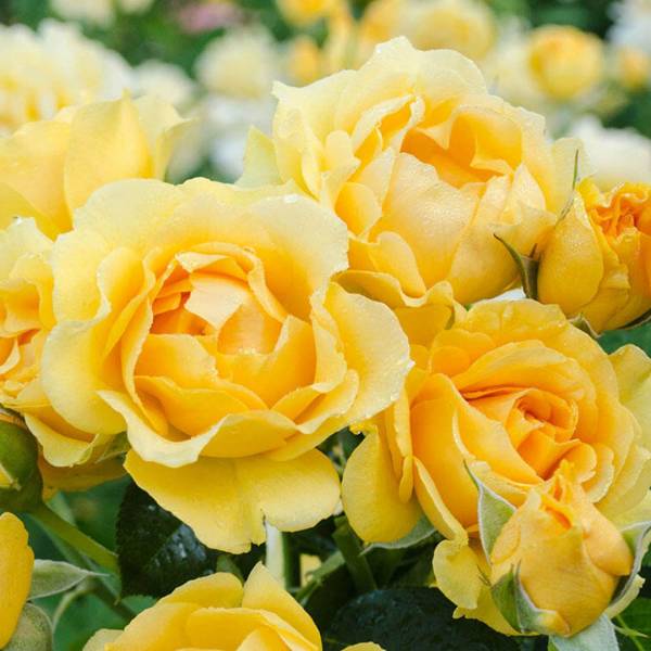 Ruža Floribunda Princess yellow