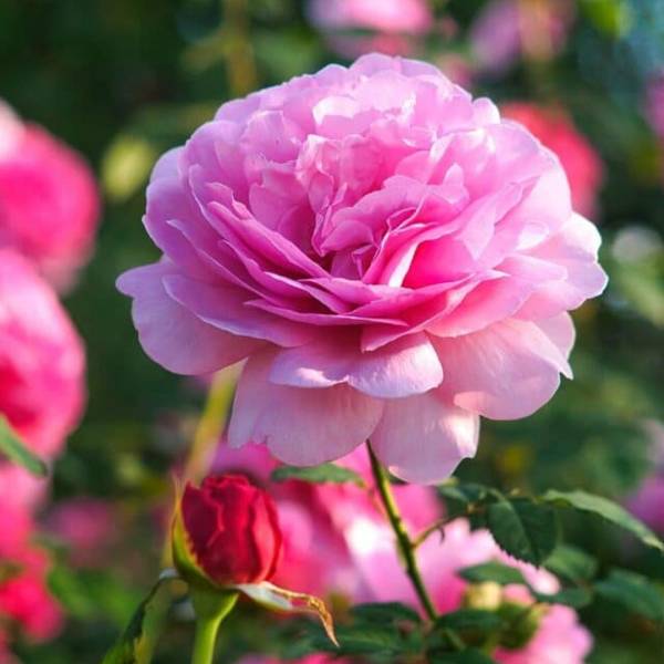 Ruža popínavá Pink King