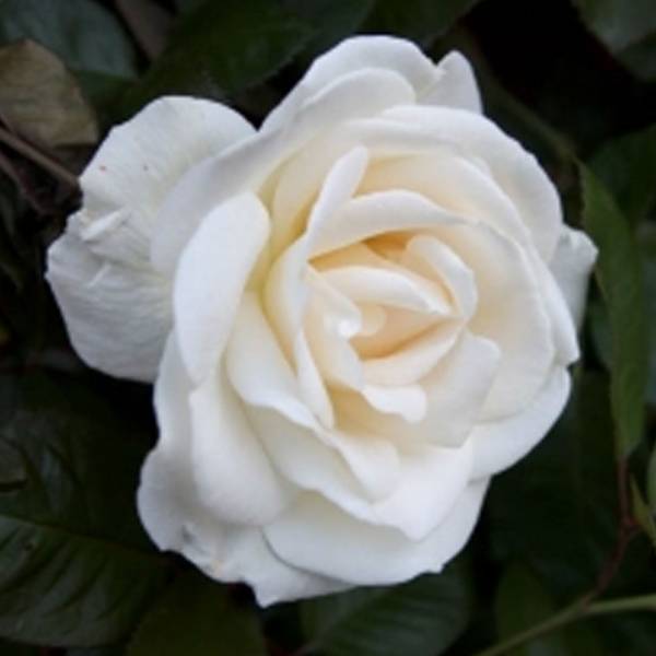 Ruža popínavá White King