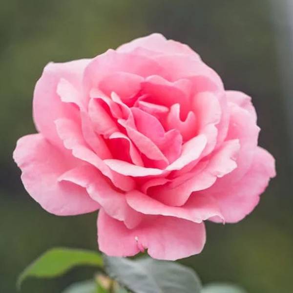 Ruža kríková extra voňavá Pink Parfum