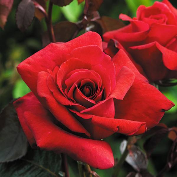Ruža kríková extra voňavá Velvete