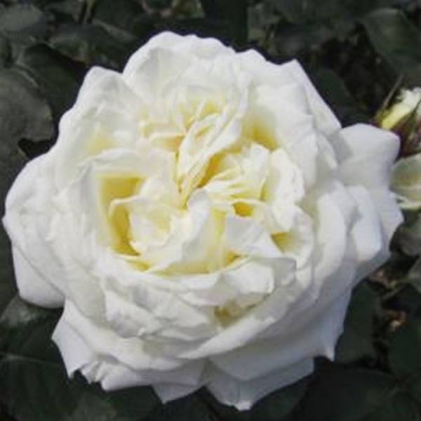 Ruža kríková extra voňavá White