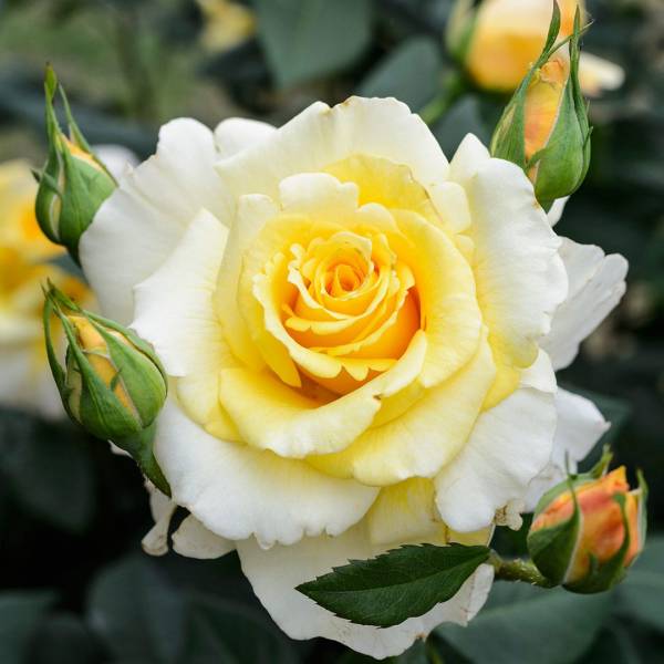 Ruža kríková extra voňavá Yellow