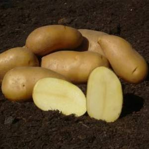 Sadbové zemiaky Marabel 5kg