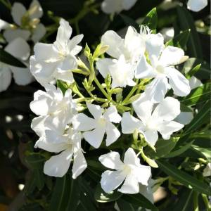 Oleander obyčajný biely Bianco semplice
