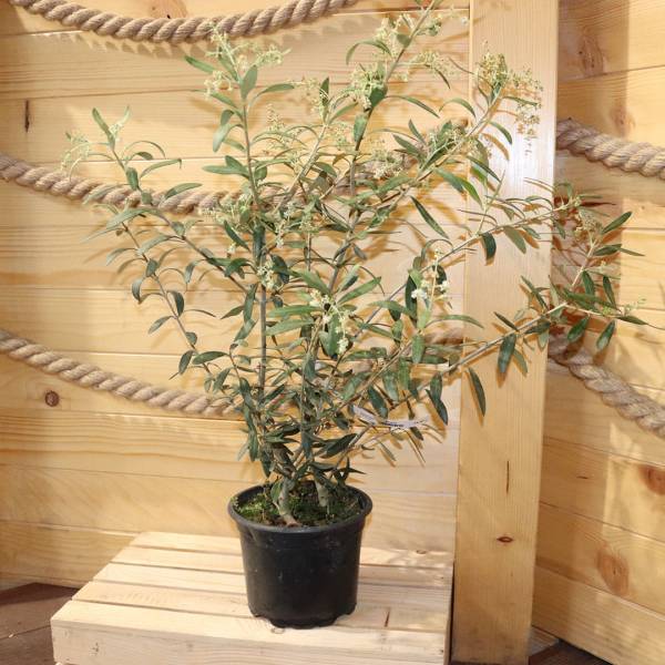 Olivovník európsky viackmenný strom 70 80 cm