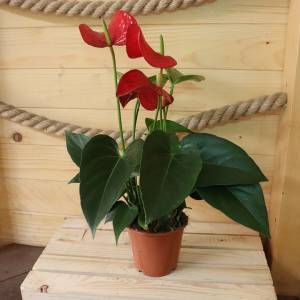 Antúria červená Anthurium