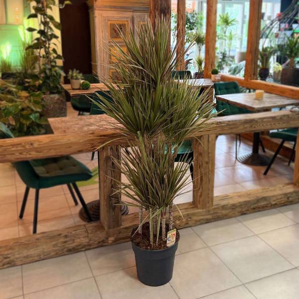 Dracena Dracaena Marginata Bicolor