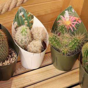 Kaktusy veľké mix druhov