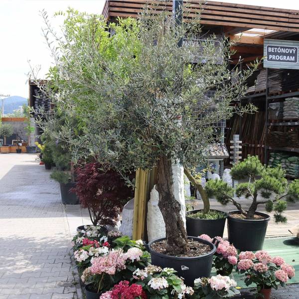 Olivovník európsky solitér cca 210 cm 2