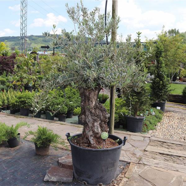Olivovník európsky solitér cca 210 cm