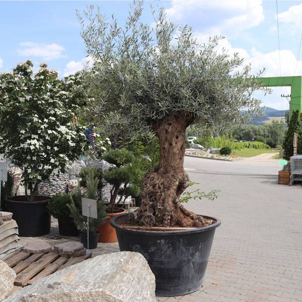 Olivovník európsky solitér cca 250 cm 2