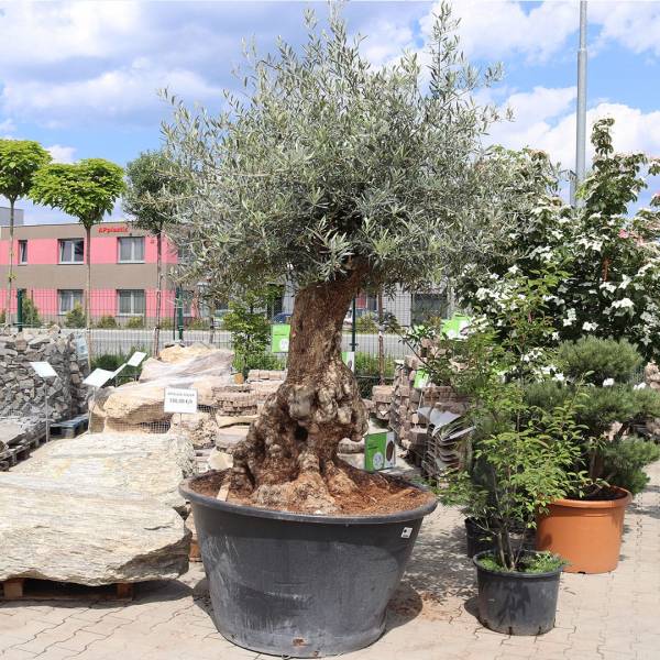 Olivovník európsky solitér cca 250 cm 3