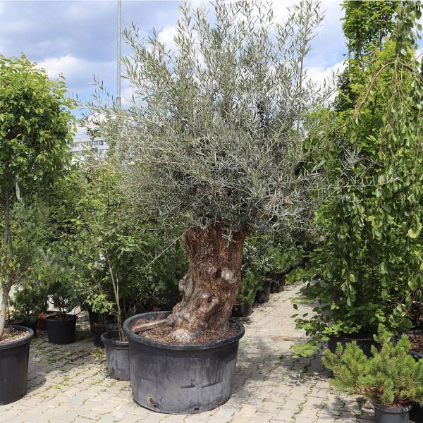 Olivovník európsky solitér cca 250 cm 4