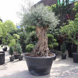 Olivovník európsky solitér cca 250 cm 5