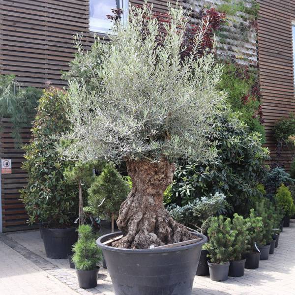 Olivovník európsky solitér cca 250 cm 6