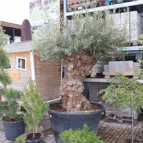 Olivovník európsky solitér cca 250 cm