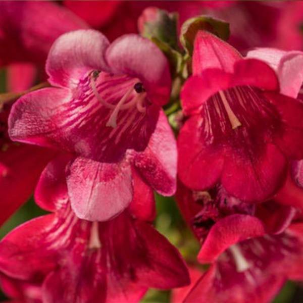 Penstemon barbatus pincolada rosy red shades detail