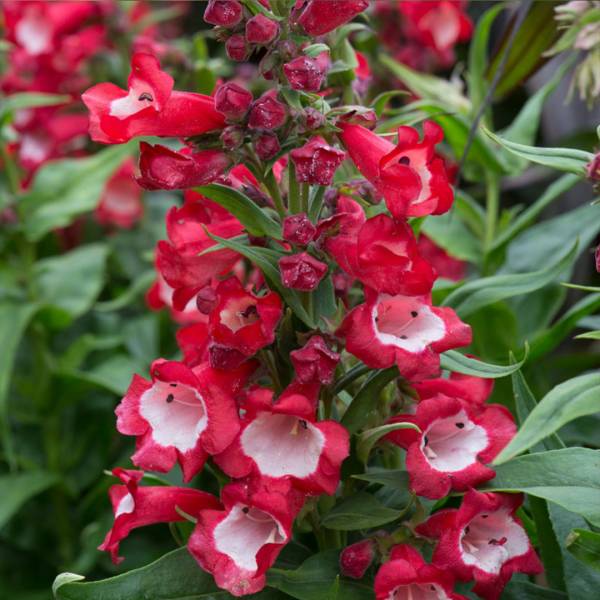 Penstemon partybells violet detail