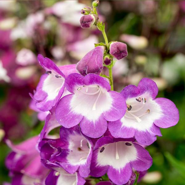 Penstemon partybells violet detail