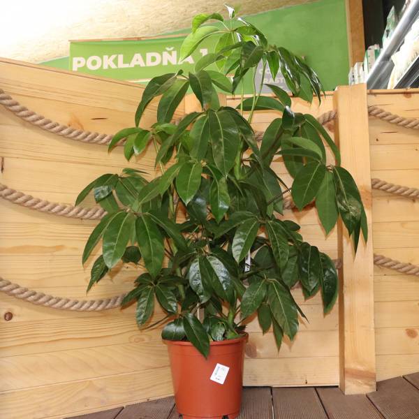 Schefflera actinophylla Amate