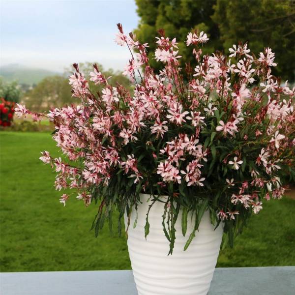 Gaura Lindheimeri Graceful Light Pink