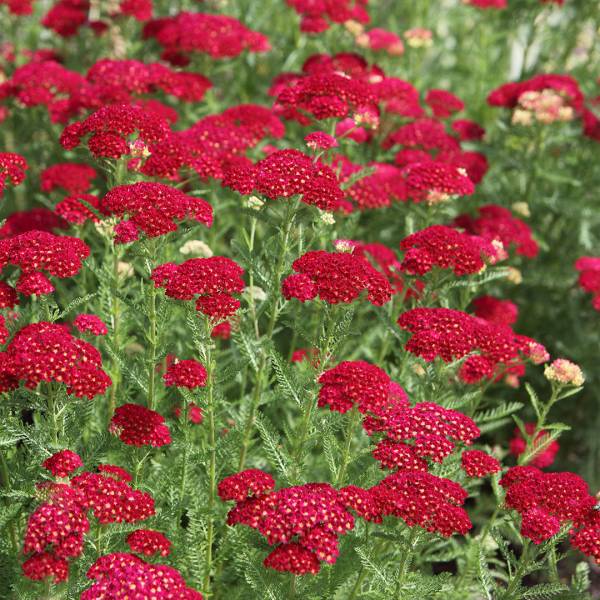 Rebríček Achillea millefollium Red Velvet