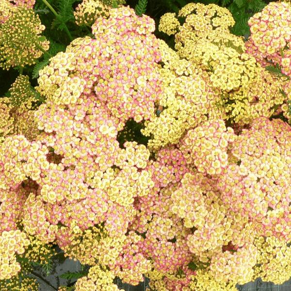 Rebríček Achillea millefollium tricolor 2