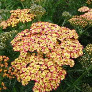 Rebríček Achillea millefollium tricolor