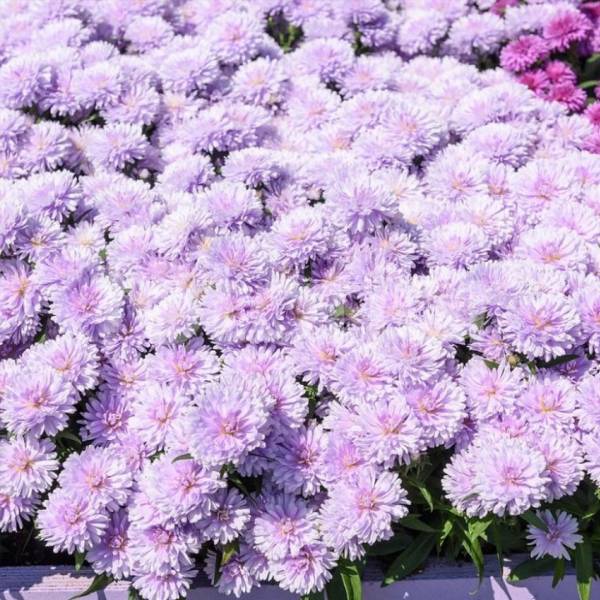 Aster showmakers lilac 2