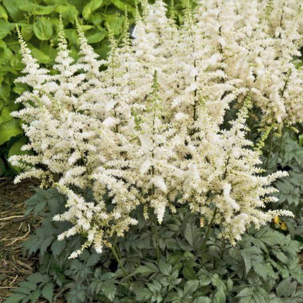 Astilbe chinensis vision in white