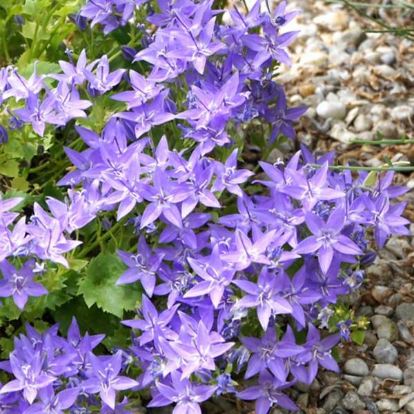 Campanula garganica