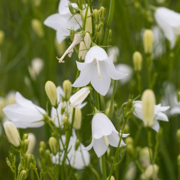 Campanula rotundifolia alba 2