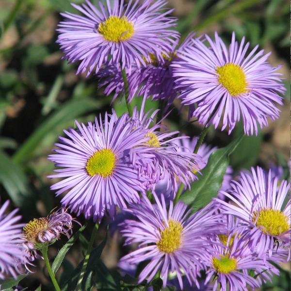 Erigeron